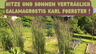 Wissen zu Calamagrostis Reitgras Karl Foerster [upl. by Fredia]