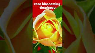 Rose blossom time lapse beautiful transformation  theseekers asmr nature shorts [upl. by Aihsened]