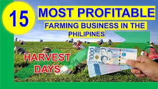 Top 15 Most Profitable Farming Business in the Philippines per Return on Investments w Harvest Days [upl. by Richarda672]