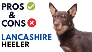 Lancashire Heeler Pros and Cons  Lancashire Heeler Dog Advantages and Disadvantages [upl. by Arriaes241]