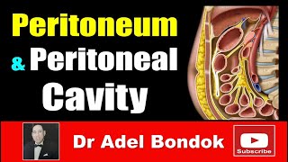 Peritoneum Peritoneal Cavity Lesser Sac Greater Sac and Peritoneal Recesses Dr Adel Bondok [upl. by Eislrahc]