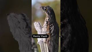 Potoo Bird facts ytshorts shorts shorttrending [upl. by Siramad896]