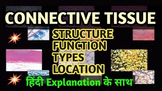 CONNECTIVE TISSUE  Structure  Types  Location  Hindi  English दोनों में  tissue class9 neet [upl. by Lletnahs]