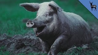 Why Pigs Need Mud [upl. by Rol]