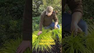 Golden Ornamental Grass Carex “Everillo”WEBSHOP httpspergolanurseriesecwidcom [upl. by Meehar]