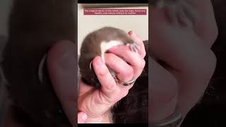 Kind family adopts baby ferret and then 💖💖💖 [upl. by Sachs]