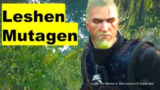 LESHEN Mutagen Location for Decoction Witcher 3 LORD of the WOOD witcher3 [upl. by Agarhs]