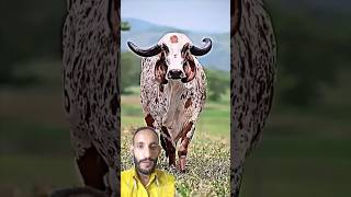 जय हो गौमाता की cow cowcows cowbaby cowvideos bull bulllover cowlover anilam farmer [upl. by Gervais226]