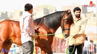 KATHIYAWADI HORSES SHOW RING  SARANGKHEDA  Indian Horse Breed [upl. by Milks]