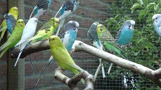 10 Minuten Parkieten geluiden – Parakeet sounds – Lovebird sounds – Budgerigar sounds – Bird sounds [upl. by Anaiuq]