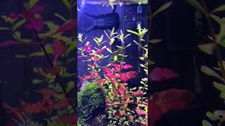 Aquarium plant growth in weeks [upl. by Wassyngton]