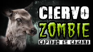 Ciervo zombie captado en cámara en la vida real [upl. by Leddy]