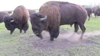 Bison Bull in Mating Season [upl. by Nellek]