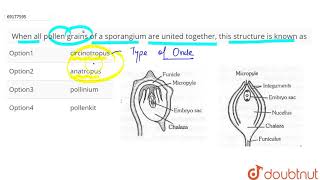 When all pollen grains of a sporangium are united together this structure is known as [upl. by Kelila]