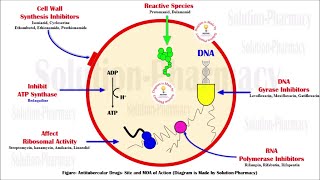 Topic 33 Antitubercular Drug  Isoniazid  Mechanism of Action of Isoniazid  MOA of Isoniazid [upl. by Bainbrudge31]