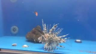 Lionfish Eating Goldfish [upl. by Aleemaj]