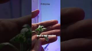 Fittonia 40 second Plantprofile terrarium plants propagation [upl. by Ibed]