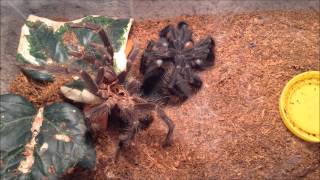 Lasiodora parahybana molting [upl. by Ambrosine744]