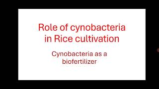 Role of Cyanobacteria in Rice cultivation Role of cynobacteria as biofertilizer [upl. by Cindee]