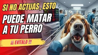 Torsión Gástrica en Perros Guía Completa de Emergencias Veterinarias [upl. by Runkle756]