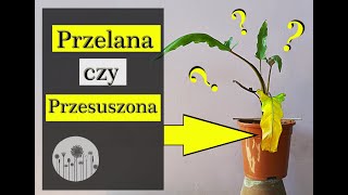 Jak rozpoznać czy roślina jest PRZELANA czy PRZESUSZONA [upl. by Morris]