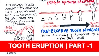 Tooth Eruption  PreEruptive Eruptive amp PostEruptive stages  Part 1 [upl. by Siward]