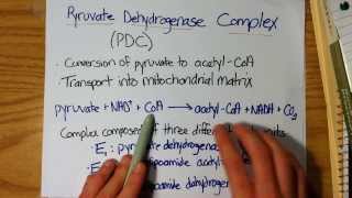 Conversion of Pyruvate into AcetylCoA PDC [upl. by Nyleuqcaj]