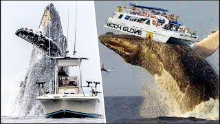 Enormes ballenas atacan barcos ¡Increíble  20 Ballenas Más Grandes Captadas en Video [upl. by Yahc81]