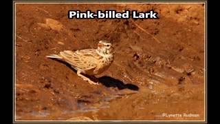 Pink billed Lark call [upl. by Acina641]