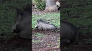 This warthog and meerkat are the real life Timon and Pumbaa Shorts [upl. by Olli757]