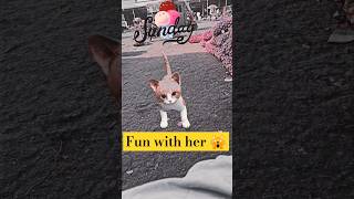 🐈Cat dancing at shop 😄🐱 shorts shortsfeed cat dance song viralvideo funny cartoon [upl. by Sire611]