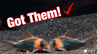 New Super Rare Corydoras Eques [upl. by Mcneil]