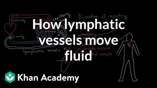 How lymphatic vessels move fluid  Lymphatic system physiology  NCLEXRN  Khan Academy [upl. by Yumuk]