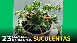 23 ESPÉCIES DE CACTOS E PLANTAS SUCULENTAS PARA IDENTIFICAÇÃO [upl. by Adelaida]