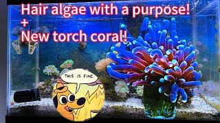 New torch coral Reef tank Ramble ep 3 [upl. by Kahle]