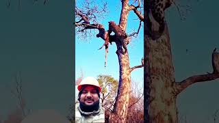 Animals Hindi short video chita animals wildlife hyena animals leapard [upl. by Xenos]