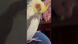 An itchy cockatiel getting scritches [upl. by Chivers]