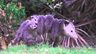 Opossum with Babies [upl. by Naved]