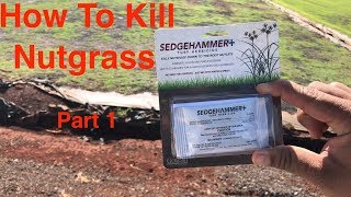 How to Kill Nutgrass Part 1 What Chemicals to use [upl. by Nalro]