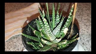 Growing amp Flowering Zebra Haworthia Zebra Plant [upl. by Chevalier]