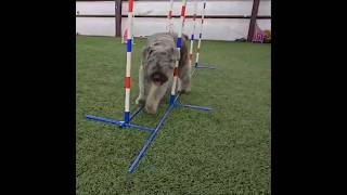 Bouvier des Flandres agility dogtraining bouvierdesflandres shorts dog [upl. by Almira263]