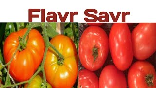 Flavr Savr biologywalesir flavr savr tomato antisense rna polygalacturonase pectin fresh [upl. by Ellennaj]