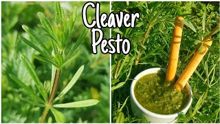 How To Make Pesto With Cleavers 🌿 Easily Step By Step Galium Aparine [upl. by Oakie]