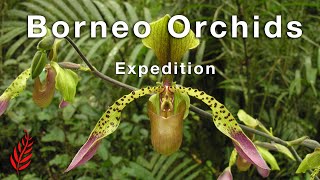 Borneo Orchids Expedition [upl. by Nichani375]