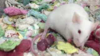 White Mouse Giving Birth  The Miracle of Life [upl. by Aliber]