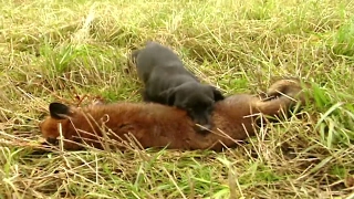 Fox hunting with terriers  Fox digging and predator control  Ultimate Hunting [upl. by Houston]