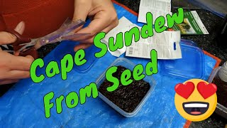 Planting Drosera Capensis from seed  planting to Sprouting [upl. by Busch568]