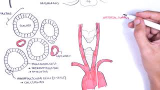 Thyroid Gland Anatomy  embryology blood supply venous drainage innervation histology [upl. by Hanonew]