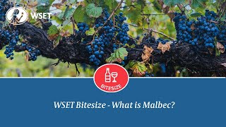 WSET Bitesize  What is Malbec [upl. by Allemrac750]