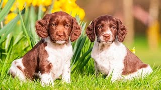 ENGLISH SPRINGER SPANIEL PUPPIES FROM 2 TO 8 WEEKS [upl. by Lancelle]